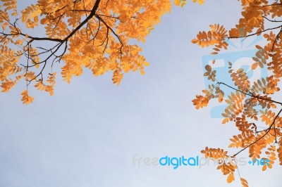 Yellow Leaves On A Sunny Autumn Day Stock Photo