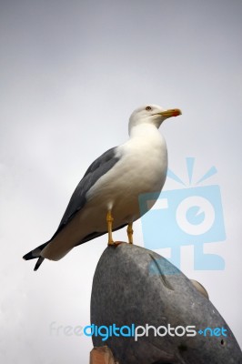 Yellow-legged Gull Stock Photo