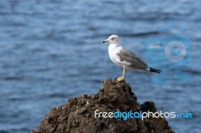 Yellow-legged Gull (larus Michahellis) Stock Photo