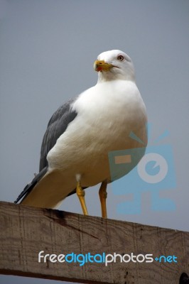 Yellow-legged Seagull Stock Photo