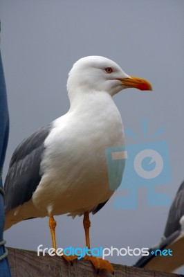 Yellow-legged Seagull Stock Photo