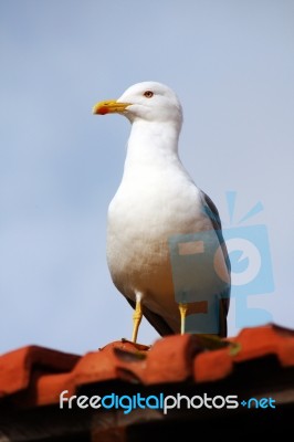 Yellow-legged Seagull Stock Photo