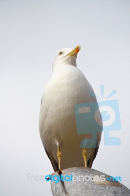 Yellow-legged Seagull Stock Photo