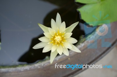 Yellow Lotus Stock Photo