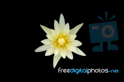 Yellow Lotus Stock Photo