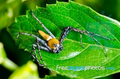 Yellow Lynx Spider  ( Oxyopes Quadrifasciatus ) Stock Photo