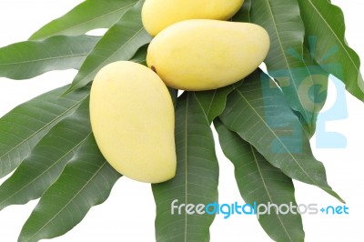 Yellow Mangos And Leaf On White Background Stock Photo