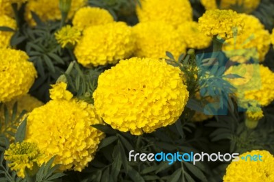 Yellow Marigold Stock Photo