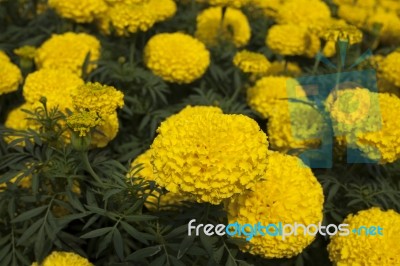 Yellow Marigold Stock Photo