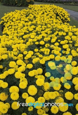 Yellow Marigold Stock Photo