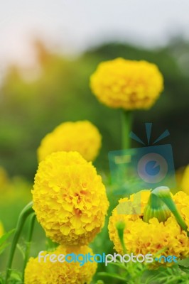 Yellow Marigold At Sunlight Stock Photo