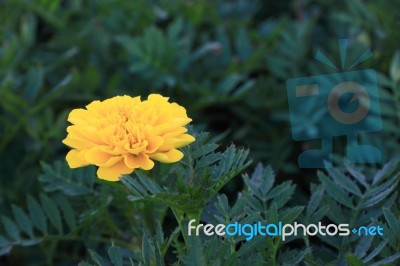 Yellow Marigold Flower On Dark Green Leaf Stock Photo