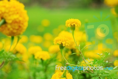 Yellow Marigold Of Beauty Stock Photo