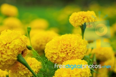 Yellow Marigold With Beauty Stock Photo