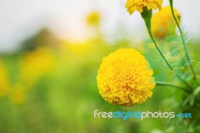 Yellow Marigold With Nature Stock Photo