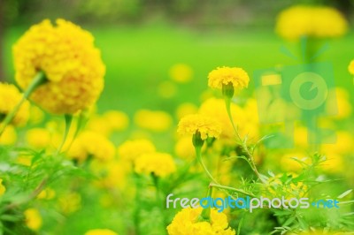 Yellow Marigold With Refreshing Stock Photo