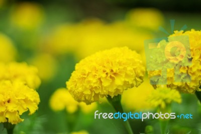 Yellow Marigolds With Background Blurred Stock Photo