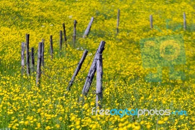 Yellow Meadow Stock Photo