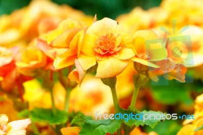 Yellow Orange Begonia Flower In Garden Stock Photo