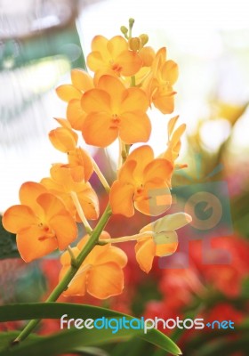 Yellow-orange Vanda Orchid Flowers Stock Photo