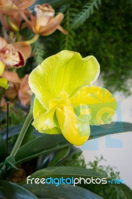 Yellow Orchid Flowers And Green Leaf Stock Photo