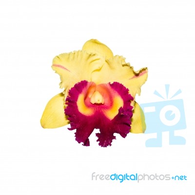 Yellow Orchid Isolated On White Background With Clipping Path Stock Photo