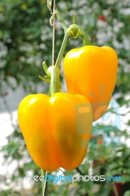 Yellow Paprika Stock Photo