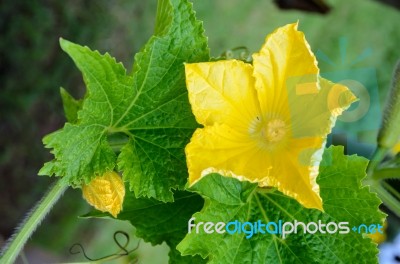 Yellow Pistillate Flowers Of A Benincasa Hispida Stock Photo