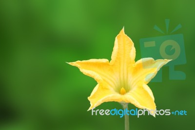 Yellow Pumpkin Flower With Pollen On Green Background Stock Photo