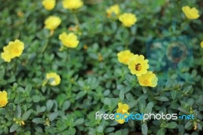 Yellow Pusley Flower Stock Photo