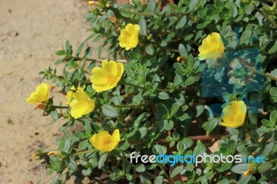 Yellow Pusley Flower Stock Photo