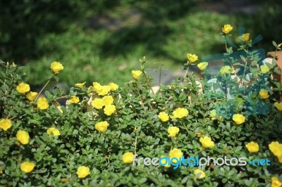 Yellow Pusley Flower Stock Photo