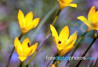 Yellow Rainlily Stock Photo