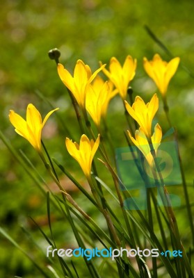 Yellow Rainlily Stock Photo