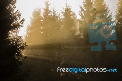 Yellow Rays Of Sunlight Shining Through The Trees Stock Photo