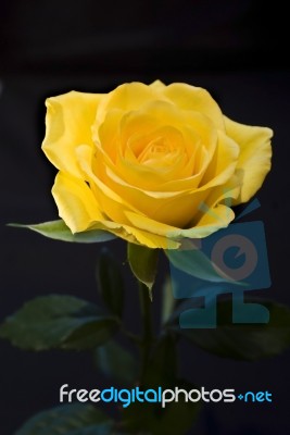 Yellow Rose Stock Photo