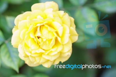 Yellow Rose Close Up Stock Photo