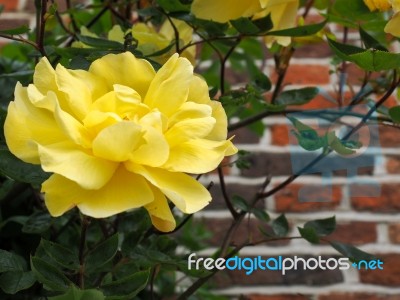 Yellow Rose Flowering Against A Wall In Southwold Stock Photo