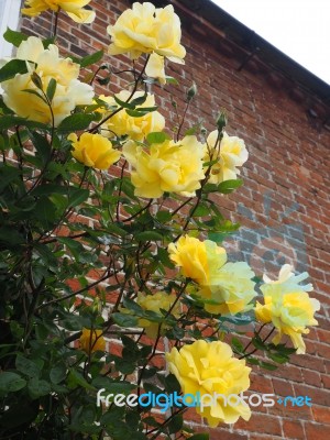 Yellow Rose Flowering Against A Wall In Southwold Stock Photo