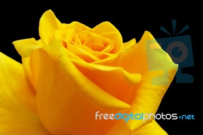 Yellow Rose On Black Background Stock Photo