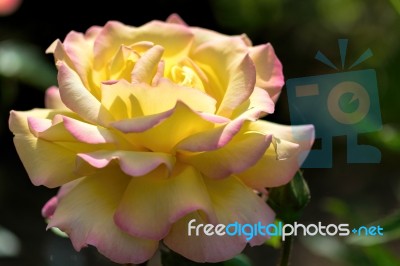 Yellow Rose (peace) Stock Photo