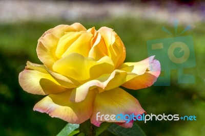 Yellow Rose (peace) Stock Photo