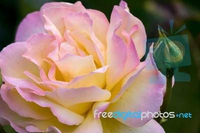 Yellow Rose (peace) Stock Photo