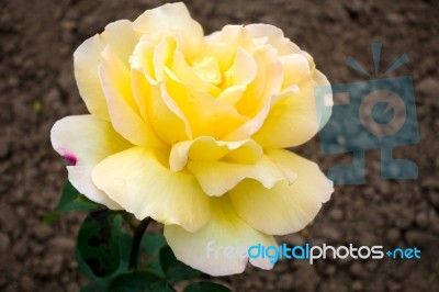 Yellow Rose ( Peace) Hybid T Stock Photo