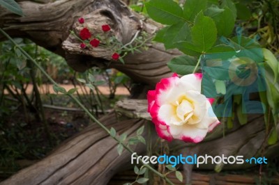 Yellow Rose With Red Tips Boldly  In The Garden Stock Photo