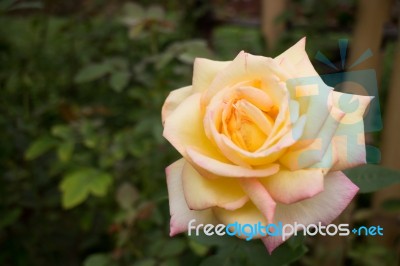 Yellow Roses Bush In The Garden Stock Photo