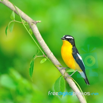 Yellow-rumped Flycatcher Stock Photo