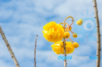 Yellow Silk Cotton Or Cochlospermum Regium Stock Photo