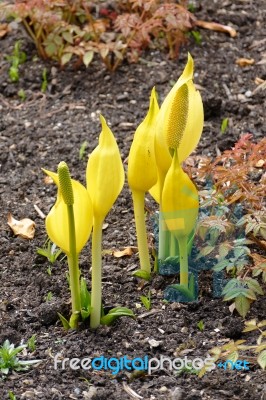 Yellow Skunk Cabbage (lysichiton Americanus) Stock Photo