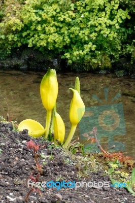 Yellow Skunk Cabbage (lysichiton Americanus) Stock Photo